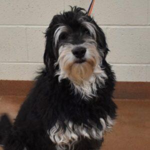 ADOPTED 3/28/25!!! Minnie-5 years old (Female) Mini Bernedoodle