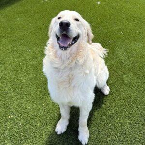 ADOPTED!! Benny-16 months (Male)