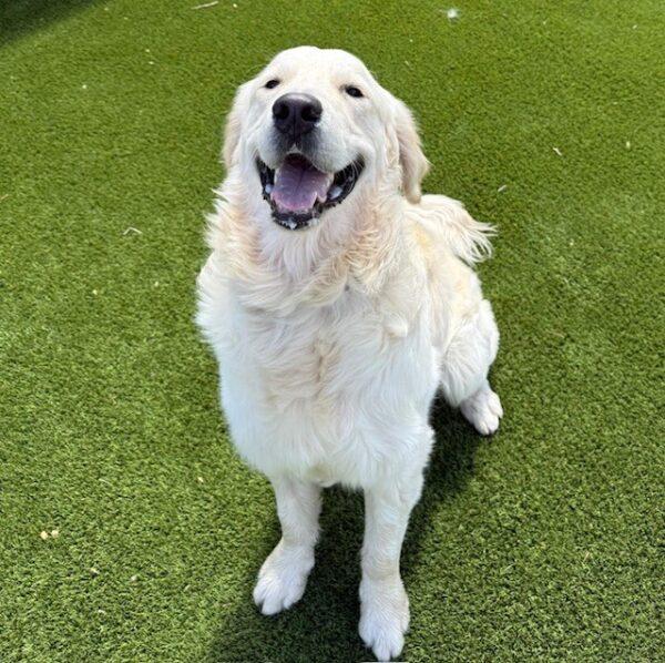 ADOPTED!! Benny-16 months (Male)
