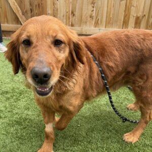 ADOPTED 4/21/25!! Mona-8 years old (Female)