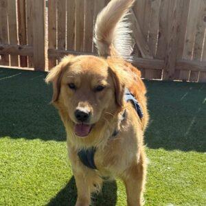 Shimo-2 years old (Male)