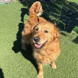 GOLDEN ANGEL! Carley-6 years old (Female)