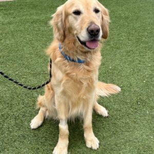 ADOPTED 4/13/25!! Kai-5 years old (Male)