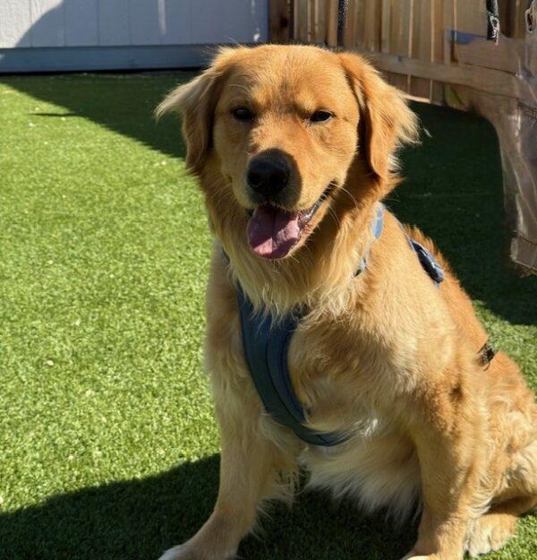 Shimo-2 years old (Male) - Image 3