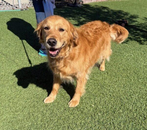GOLDEN ANGEL! Carley-6 years old (Female) - Image 3