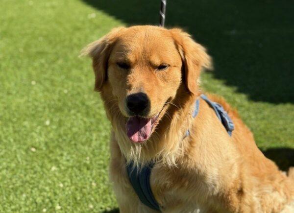 Shimo-2 years old (Male) - Image 5