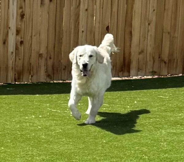 ADOPTED!! Benny-16 months (Male) - Image 4