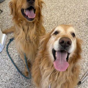ADOPTED 4/16/25!! BONDED PAIR!! Oliver-4 years old & Henry-7 years old (Males)