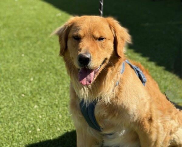 Shimo-2 years old (Male) - Image 6
