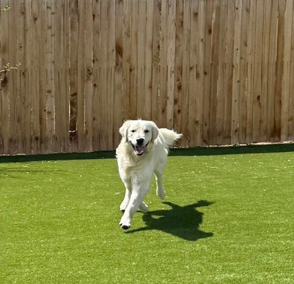 ADOPTED!! Benny-16 months (Male) - Image 5