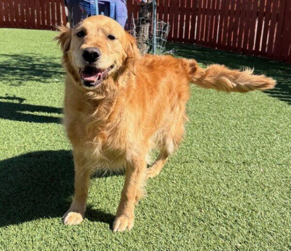GOLDEN ANGEL! Carley-6 years old (Female) - Image 6