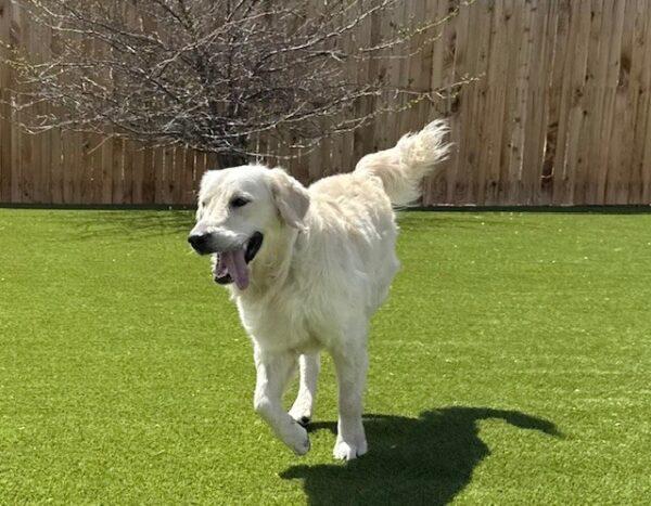 ADOPTED!! Benny-16 months (Male) - Image 6