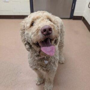 ADOPTION PENDING!! Charlie-3 years old (Female)