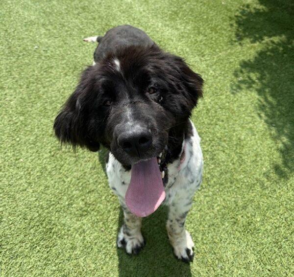 Gypsy-Female (Newfoundland) 3 years old - Image 5