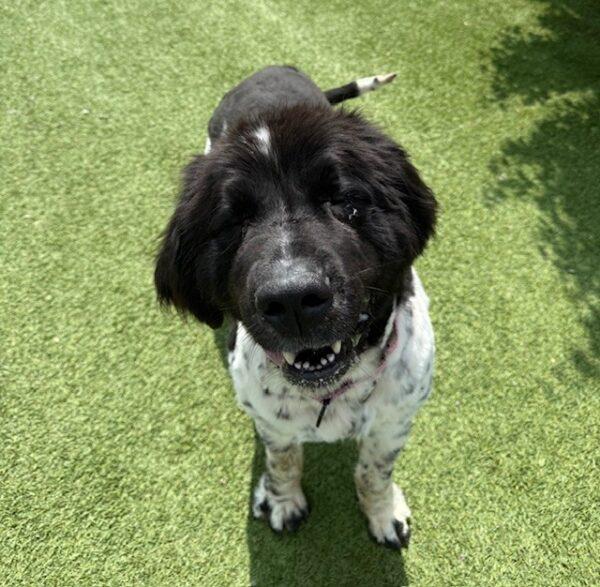 Gypsy-Female (Newfoundland) 3 years old - Image 6