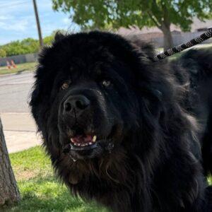 Sirius Black-2 years old (Male-Newfoundland)