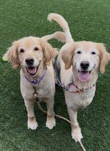 BONDED PAIR!! Bindi-8 years old (Female) & Fame-8 years old (Female)