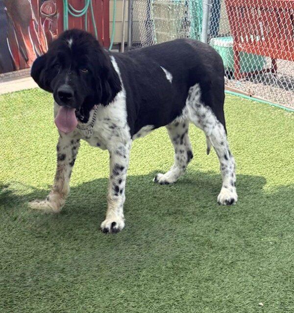 Gypsy-Female (Newfoundland) 3 years old - Image 9