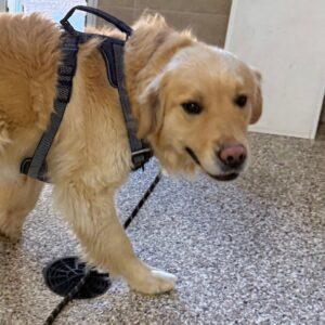 Blue-2 years old (Male)