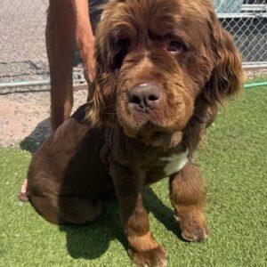 Miska-Female (Newfoundland) 5 years old