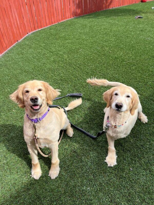 BONDED PAIR!! Bindi-8 years old (Female) & Fame-8 years old (Female) - Image 10