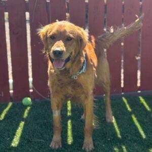 ADOPTED 5/28/25!! Scooby-2 years old (Male)