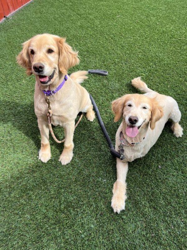 BONDED PAIR!! Bindi-8 years old (Female) & Fame-8 years old (Female) - Image 11