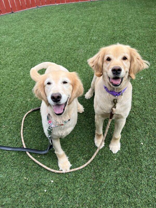 BONDED PAIR!! Bindi-8 years old (Female) & Fame-8 years old (Female) - Image 12