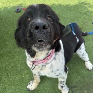 Gypsy-Female (Newfoundland) 3 years old