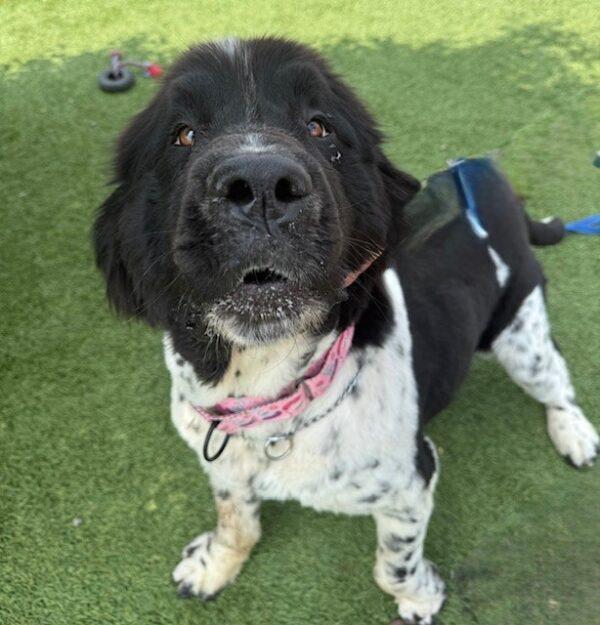 Gypsy-Female (Newfoundland) 3 years old