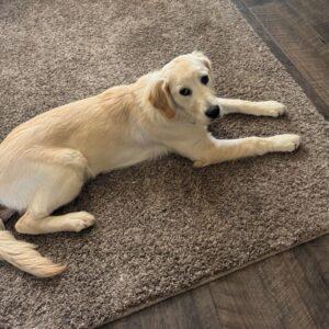 ADOPTED!! Maple-6 months old (Female)