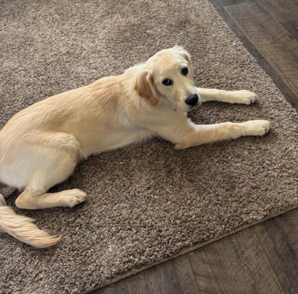 ADOPTED!! Maple-6 months old (Female)