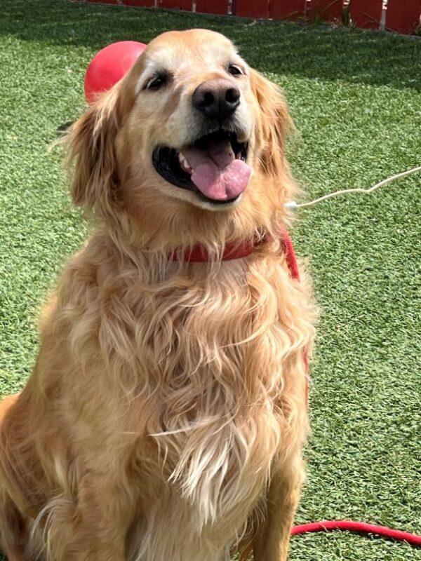 ADOPTED 5/8/25!! Auggie-6 years old (Male) - Image 6