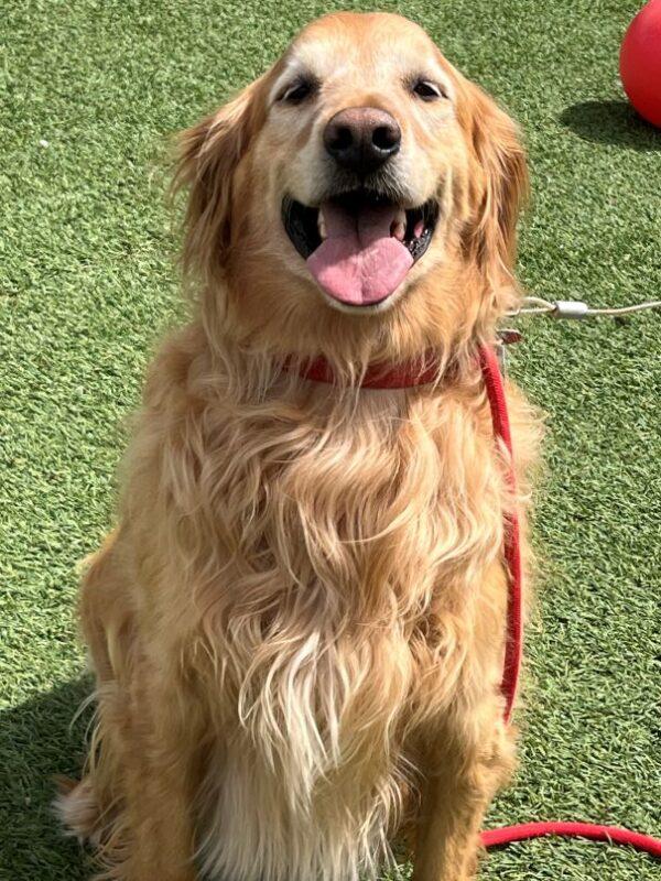 ADOPTED 5/8/25!! Auggie-6 years old (Male) - Image 7