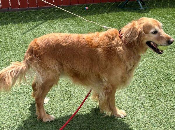 ADOPTED 5/8/25!! Auggie-6 years old (Male) - Image 2