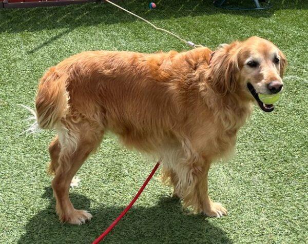 ADOPTED 5/8/25!! Auggie-6 years old (Male) - Image 3