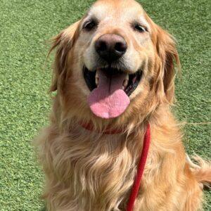 ADOPTED 5/8/25!! Auggie-6 years old (Male)