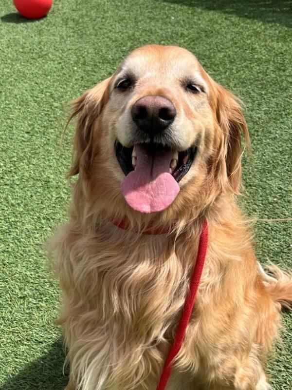ADOPTED 5/8/25!! Auggie-6 years old (Male)