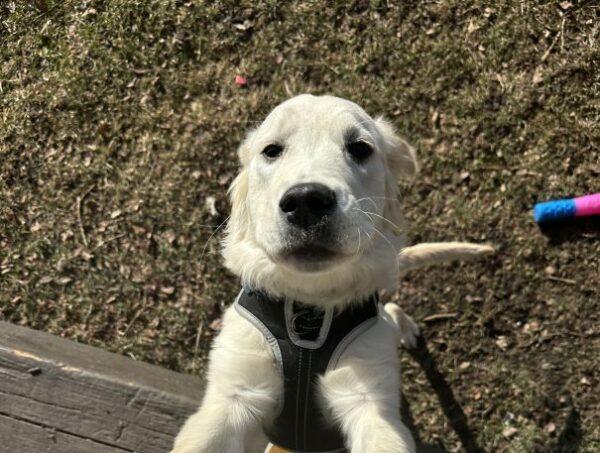 ADOPTED!! Maple-6 months old (Female) - Image 2