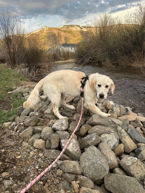 ADOPTED!! Maple-6 months old (Female) - Image 3