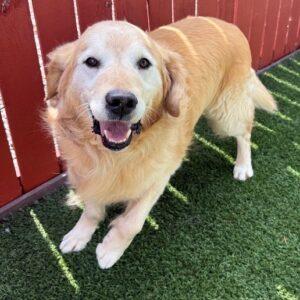 ADOPTED 6/8/25!! Max-10 years old (Male)