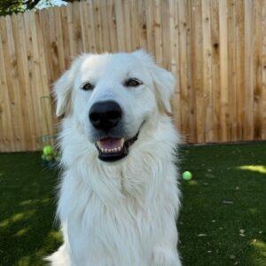 ADOPTED 6/28/25!! Duncan-3-4 years old (Male) (Golden Retriever mix)