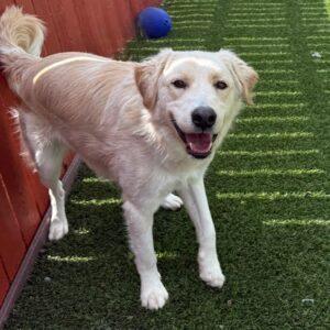 Lando-1.5 years old (Male)