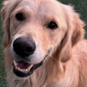Mylo-3 years old (Male) SPECIAL NEEDS!!