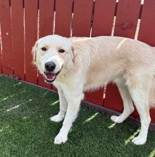 Lando-1.5 years old (Male) - Image 5