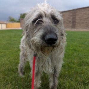 ADOPTED 8/28/25!!   Lucky-1 year old (Male) Doodle Mix