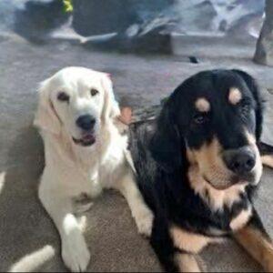 ADOPTED 7/25/25!! BONDED PAIR!! Prudence-6 years old (Female) Golden Retriever & Teddy-5 years old (Male) Golden/Bernese Mtn Dog