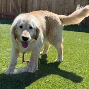 ADOPTED 7/11/25!! AJ-7 years old (Female)