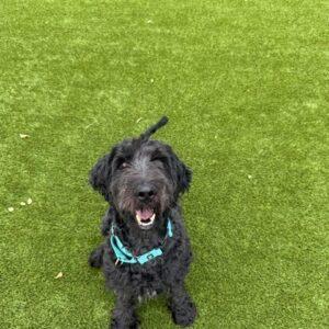 ADOPTED 7/24/25! Remi-6 years old (Male-Goldendoodle)