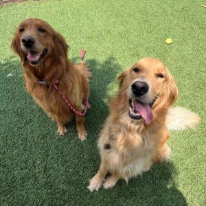 ADOPTED 8/12/25!! BONDED PAIR!!! Oliver-5 years old (Male) & Mildred-8 years old (Female)